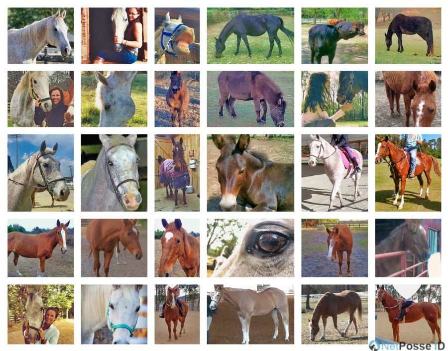 store/news/4100/000_fallon_horses_collage_pr-2.png
