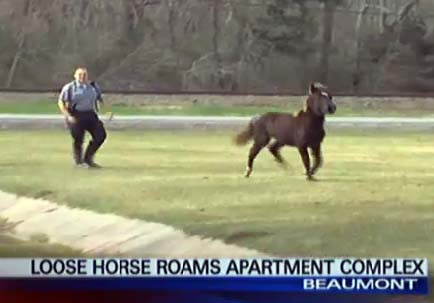 Do you know this horse? losthorseBeaumontTX2-13.jpg