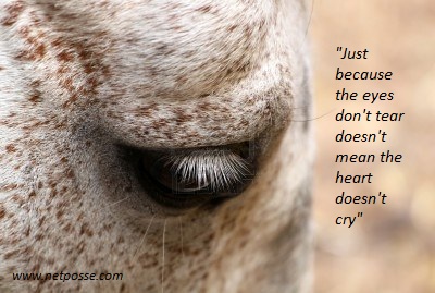 What does this quote mean to you? sadhorsequote.jpg