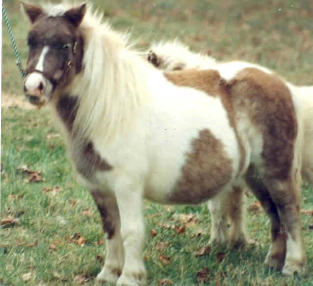 RainbowFLstolen-REC.jpg RainbowFLstolen-REC.jpg