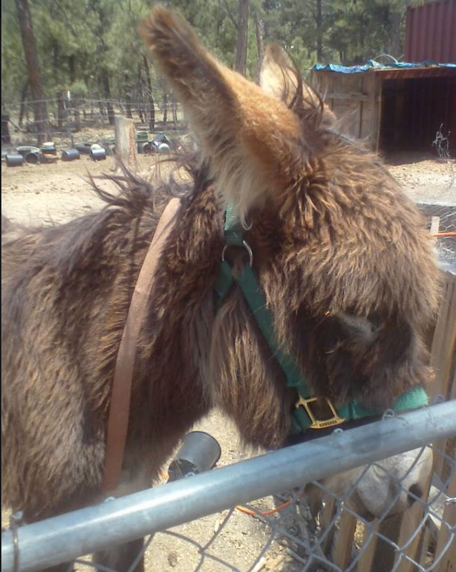 Hi, I'm looking for my donkey. She is around four years old, she has medium length dark brown fur with white accents on her muzzle ears and belly. My donkey's name is Jenny. If anyone has any clue on her wherabouts please notify me. THanx, Jo Garcia DisasterCOJennyBlackForestFire.png
