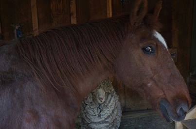 Im looking for my horse he's an american quarter horse. He was last seen in my yard near the elementary school on black forest and wildridge road. We've looked at every shelter and on sites we can get info from. Please let me know if you find anything on him. I do have more pictures disasterCOQHsorrel.jpg