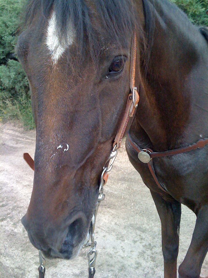 My family is looking ALSO for our LOST HORSES: Off Swan and Herring Road. Buddy- a 27 year old liver chestnut Tennessee Walking Horse gelding. He has a star and two rear socks. 15.1 hands. Had on a red halter. (pictured below). *Destiny- a 12 year old sorrel Quarter Horse gelding. He has a blaze and left rear stocking. 16.0 hands. Had on a black/blue halter. If found, please contact Erica at 719.244.6187 disasterCObayface.jpg