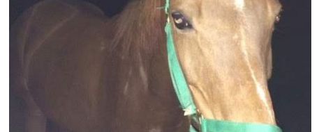 Lansing State Journal reports: Lost horse found wandering in Meridian Township