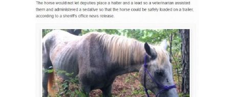 UPDATE: Monroe Co. GA deputies capture loose horse on I-75