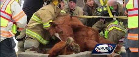 Rescuers work to free horse trapped in concrete trough