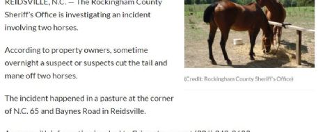 Authorities investigating after horses’ manes, tails cut off in Rockingham County