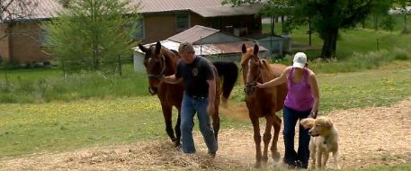 Horses Stolen, Found In Northern Davidson County Tennessee