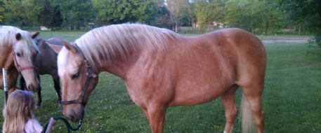 Jefferson County couple hoping for return of missing therapy horse