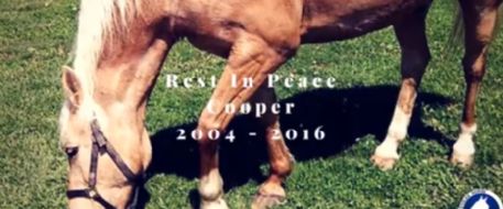 Cooper, missing therapy horse found dead in Jefferson County Missouri