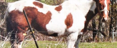 State police search for missing horse that may have been stolen in Niles, NY
