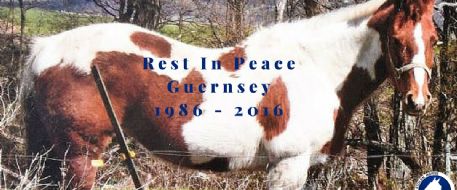 Press Release - Missing Equine - Guernsey has been found deceased - New York