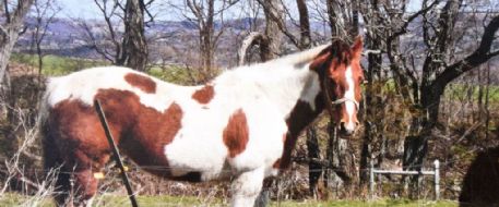 CNY farm mystery solved: Guernsey the paint mare died close to home