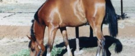 STOLEN HORSE: Help bring Bay Arabian Gelding Marcuz back to his family