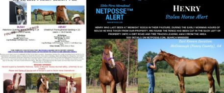 Press Release - Stolen Equine - HENRY 