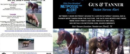 Rusk County Sheriff's Office investigating horse theft