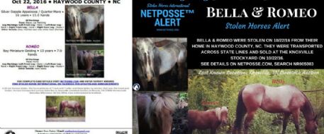 Press Release - STOLEN EQUINES - Bella and Romeo - North Carolina