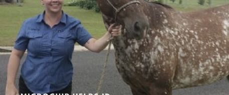 Never Give Up Hope! Horse reunited with owner two years after theft in Australia