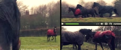 Horses Are Being Reunited After 4 Years Apart, Their Reaction Had Me In Tears