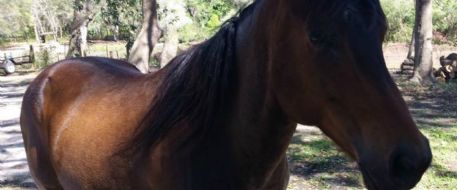 Do You Know This Horse Found In Pasco County FL
