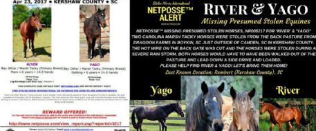 Two rare SC Heritage horses stolen during storm