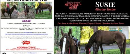 PRESS RELEASE - Lost/Missing Equine - Cherokee National Forest, Tennessee - SUSIE