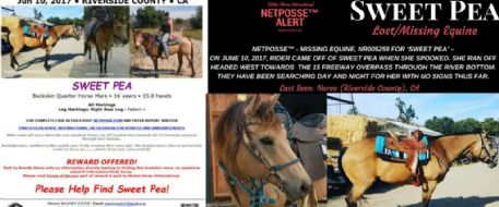PRESS RELEASE - Missing/Lost Equine - Sweet Pea - Norco (Riverside), CA