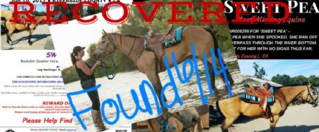 PRESS RELEASE - Lost Equine Recovered - SWEET PEA, Norco, California 