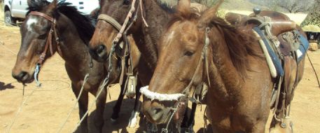 Three horses loaded with dope seized by border authorities in Arizona