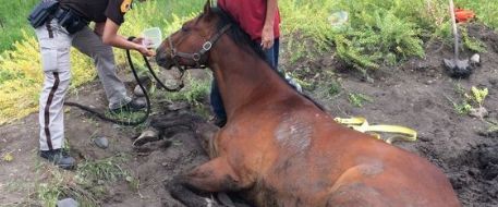 Owner of a Montana horse stuck and rescued from mud by police found