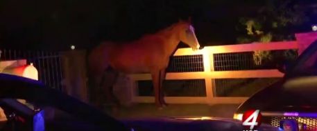 Albuquerque Horse Reunited With Owner
