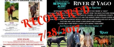 River & Yago, South Carolina Heritage Horses Recovered!