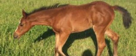 Cyber posse ends up empty-handed as Benton City foal turns up dead