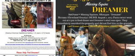 Search continues for missing prized horse 