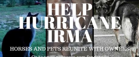 Hurricane Irma Missing/Lost Pets/Horses - How to File a Report