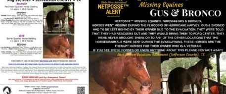 ARMY VETERAN’S THERAPY HORSES MISSING FOLLOWING HURRICANE HARVEY