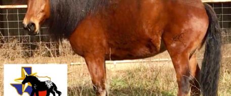 Review of Stolen Horse International's NetPosse Identification Program (NIP) 
