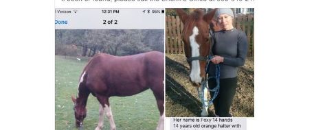 Missing horse in Summit County, sheriff's office asks public for help