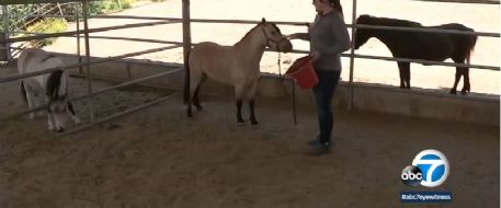 ABC 7 News - Rumble the mini horse found safe after stolen in Riverside County