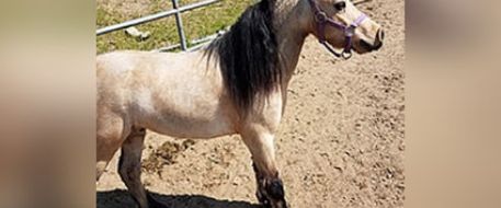 Valley News says Perris deputies recover stolen miniature pony