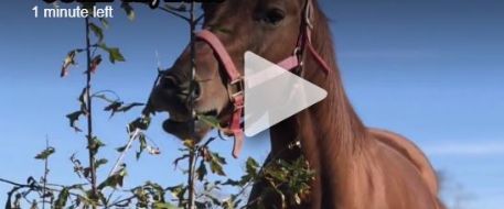 Three Horses Mutilated for Meat--Pearland area, TX