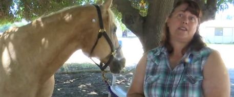 HORSE ATTACK - Horse shot 9 times in Tollhouse recovering, owner says