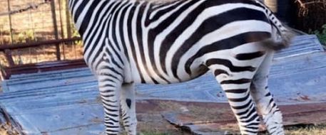 HORSE ATTACK - $5000 Reward for Zebra, horses and cow killed in AL