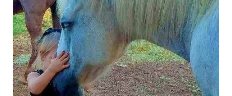 HORSE ATTACK - Horse shot and left to die after attempted horse theft 