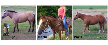 Three Horse Stolen by Alledged Repeat Horse Theft Offender in Texas