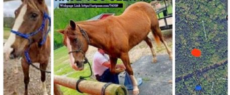 PRESS RELEASE  Horse Missing from Abbeville County, Needs Your Help