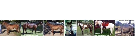 Stolen Horse International Commentary on Florida Horse Theft, Slaughter and Dismemberment 