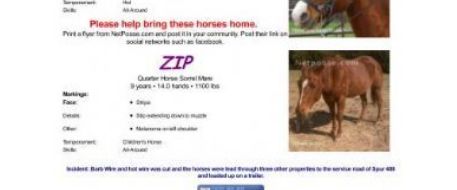 Press Release: Dallas Church Camp Stolen Horses Seeks Help From Stolen Horse International