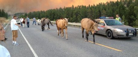 Horses displaced due to Montana Fires 