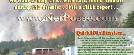 Quick disaster tips from NetPosse.com